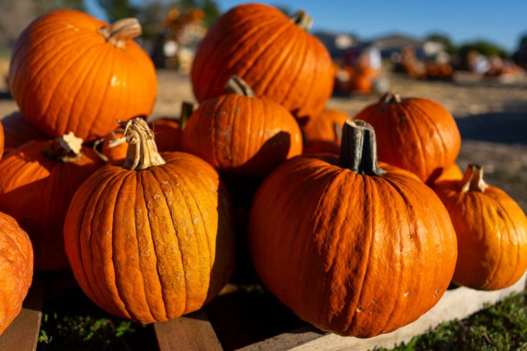 Pumpkin patch