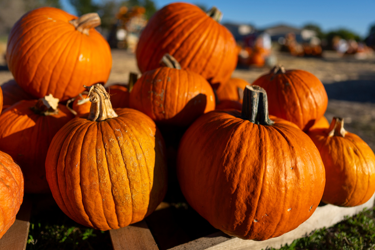 Pumpkin patch